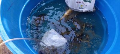 2Âª EdiÃ§Ã£o da Feira do Peixe Vivo de Virmond comercializou quase meia tonelada 